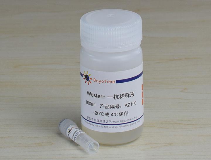 Histone H3 Mouse Monoclonal Antibody